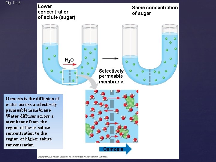 Fig. 7 -12 Lower concentration of solute (sugar) Higher concentration of sugar H 2