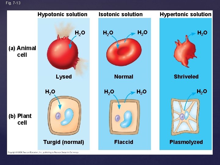 Fig. 7 -13 Hypotonic solution H 2 O Isotonic solution H 2 O Hypertonic
