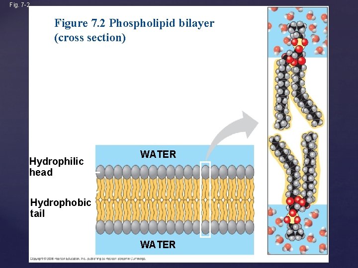 Fig. 7 -2 Figure 7. 2 Phospholipid bilayer (cross section) Hydrophilic head WATER Hydrophobic