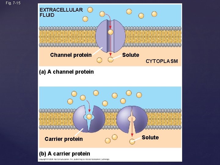 Fig. 7 -15 EXTRACELLULAR FLUID Channel protein Solute CYTOPLASM (a) A channel protein Carrier