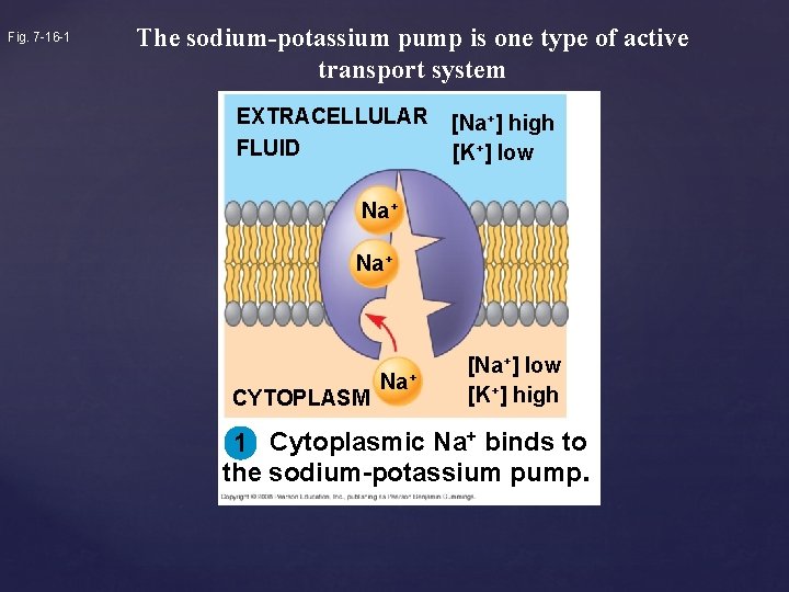 Fig. 7 -16 -1 The sodium-potassium pump is one type of active transport system