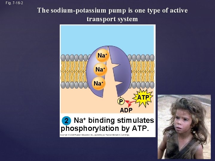 Fig. 7 -16 -2 The sodium-potassium pump is one type of active transport system