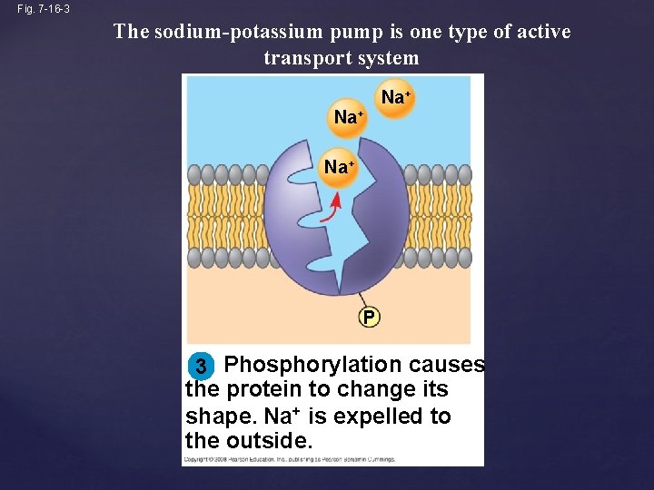 Fig. 7 -16 -3 The sodium-potassium pump is one type of active transport system