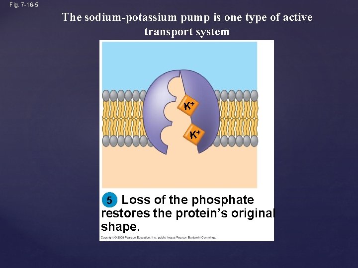 Fig. 7 -16 -5 The sodium-potassium pump is one type of active transport system