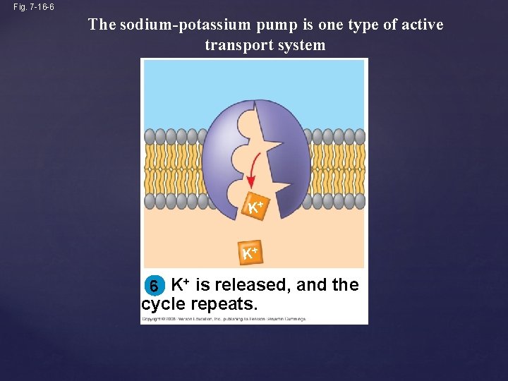 Fig. 7 -16 -6 The sodium-potassium pump is one type of active transport system