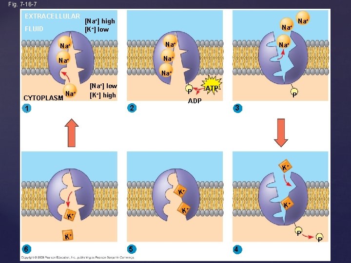 Fig. 7 -16 -7 EXTRACELLULAR FLUID [Na+] high [K+] low Na+ Na+ CYTOPLASM Na+