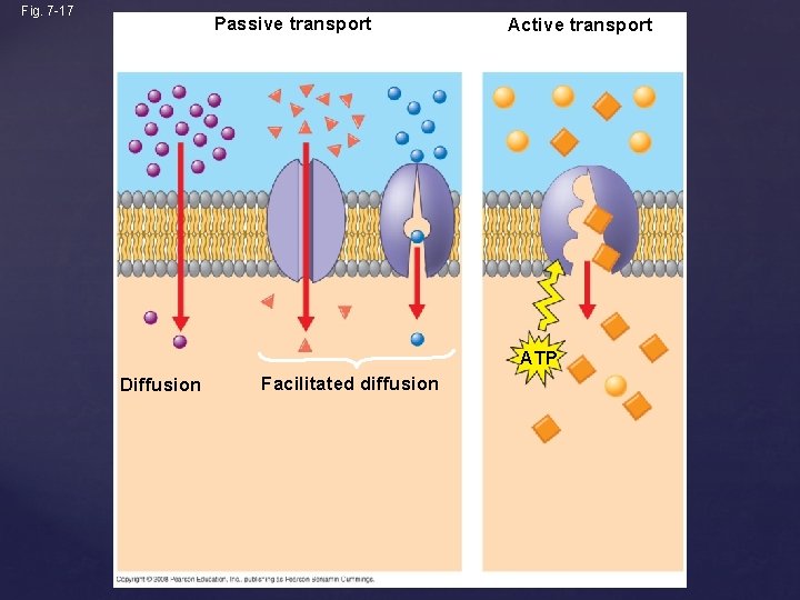 Fig. 7 -17 Passive transport Active transport ATP Diffusion Facilitated diffusion 