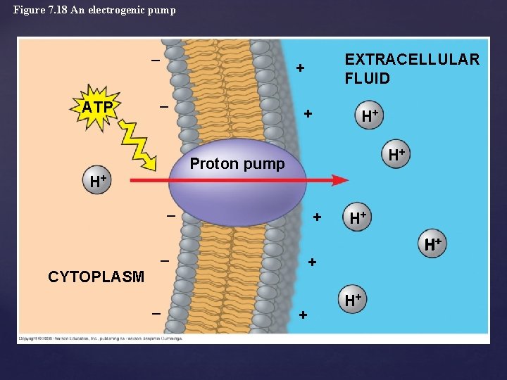 Figure 7. 18 An electrogenic pump – ATP EXTRACELLULAR FLUID + – + H+