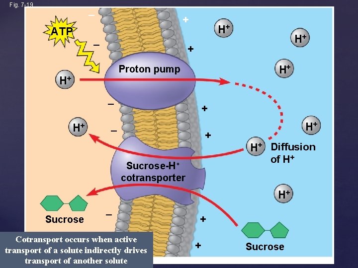 Fig. 7 -19 – + ATP – H+ + Proton pump H+ H+ –