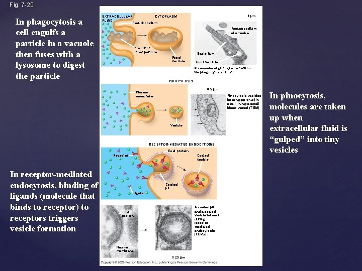 Fig. 7 -20 In phagocytosis a cell engulfs a particle in a vacuole then