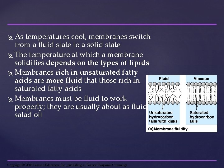 As temperatures cool, membranes switch from a fluid state to a solid state The