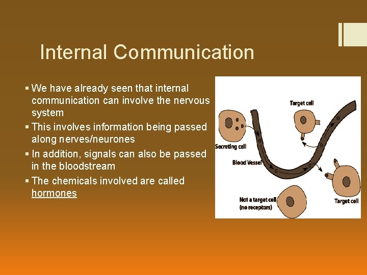 Internal Communication § We have already seen that internal communication can involve the nervous