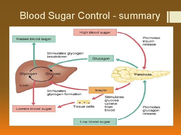 Blood Sugar Control - summary 