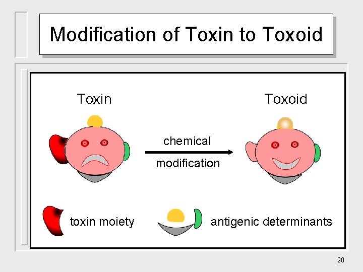 Modification of Toxin to Toxoid Toxin Toxoid chemical modification toxin moiety antigenic determinants 20