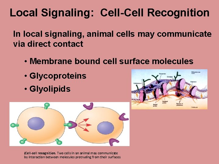 Local Signaling: Cell-Cell Recognition In local signaling, animal cells may communicate via direct contact