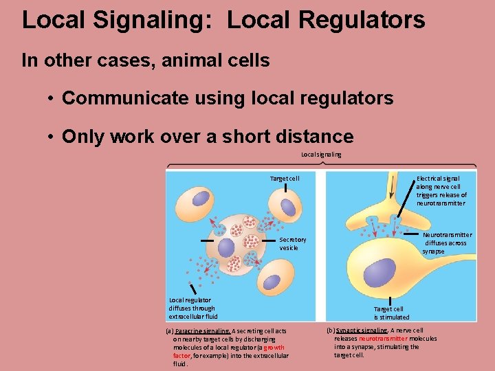 Local Signaling: Local Regulators In other cases, animal cells • Communicate using local regulators