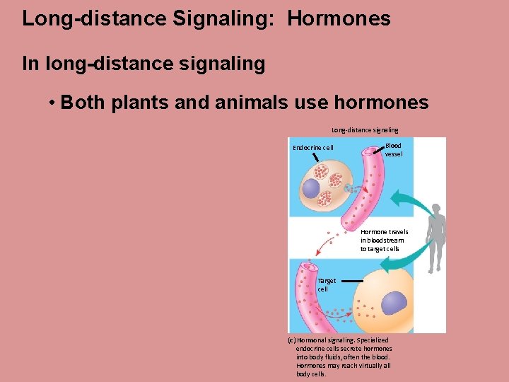 Long-distance Signaling: Hormones In long-distance signaling • Both plants and animals use hormones Long-distance