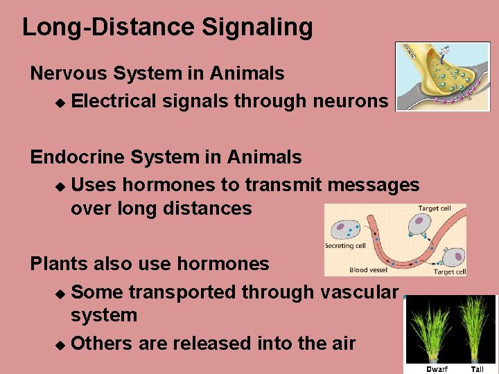 Long-Distance Signaling Nervous System in Animals u Electrical signals through neurons Endocrine System in