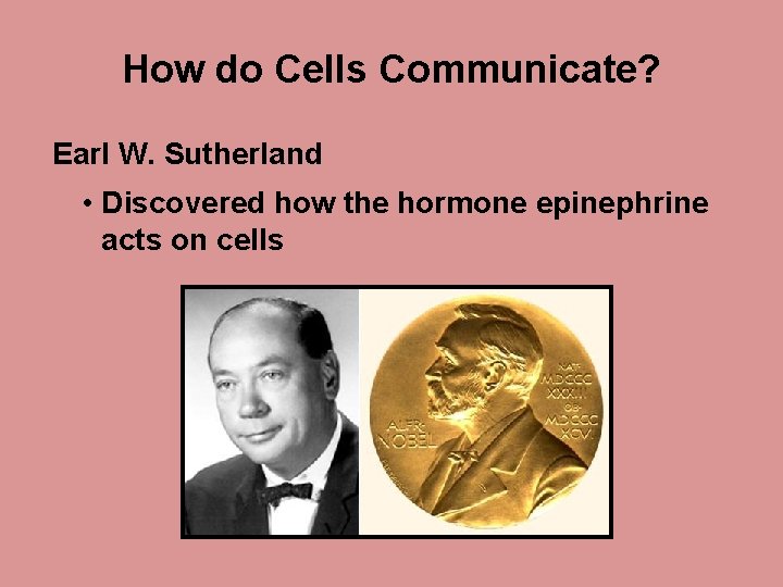 How do Cells Communicate? Earl W. Sutherland • Discovered how the hormone epinephrine acts