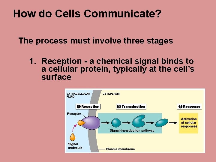 How do Cells Communicate? The process must involve three stages 1. Reception - a
