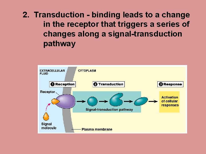 2. Transduction - binding leads to a change in the receptor that triggers a