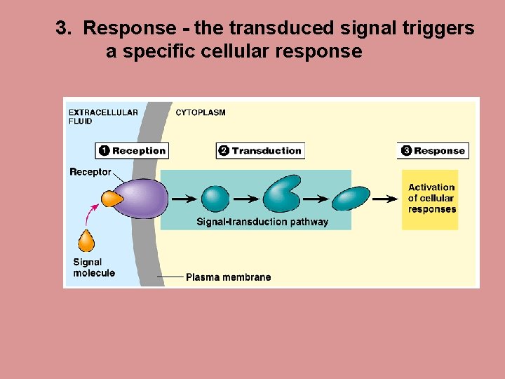 3. Response - the transduced signal triggers a specific cellular response 