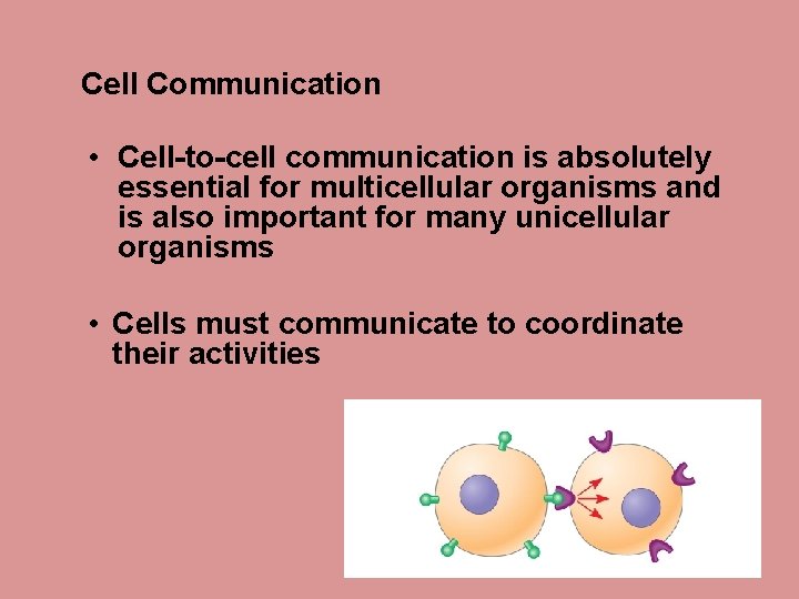 Cell Communication • Cell-to-cell communication is absolutely essential for multicellular organisms and is also