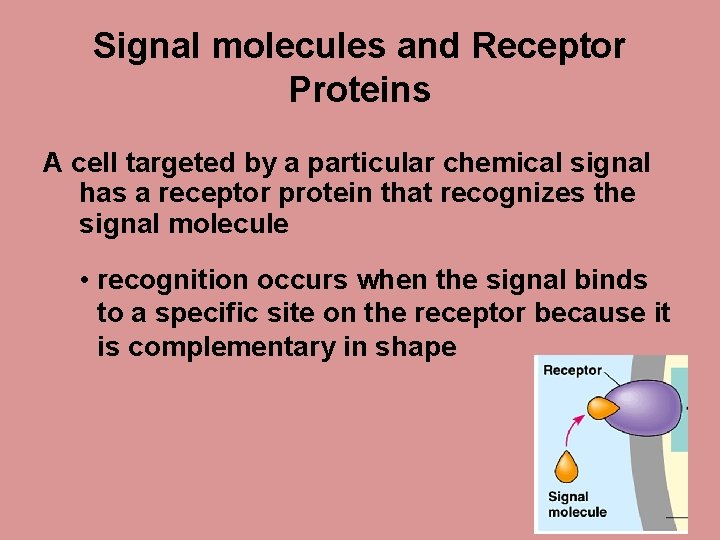 Signal molecules and Receptor Proteins A cell targeted by a particular chemical signal has