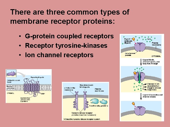 There are three common types of membrane receptor proteins: • G-protein coupled receptors •