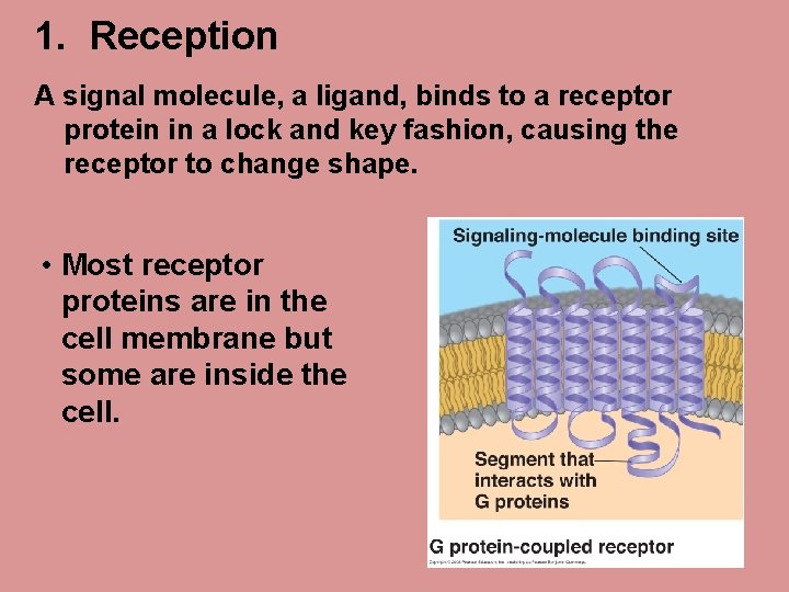 1. Reception A signal molecule, a ligand, binds to a receptor protein in a