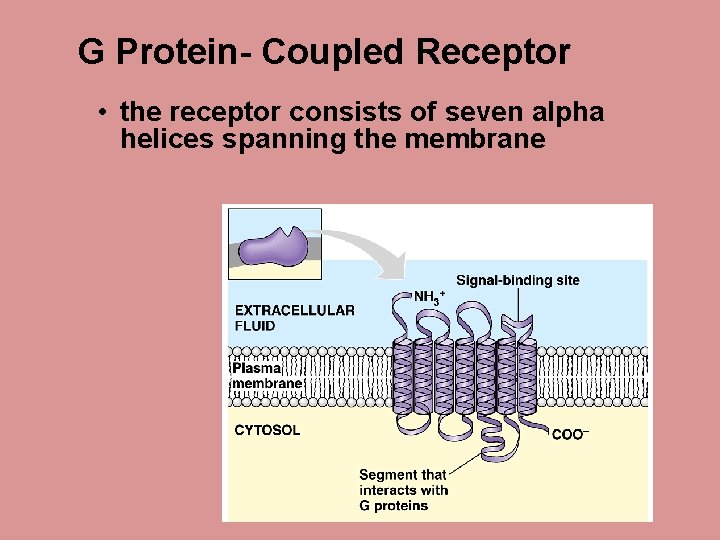 G Protein- Coupled Receptor • the receptor consists of seven alpha helices spanning the