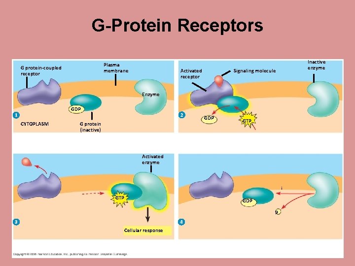 G-Protein Receptors Plasma membrane G protein-coupled receptor Activated receptor Inactive enzyme Signaling molecule Enzyme