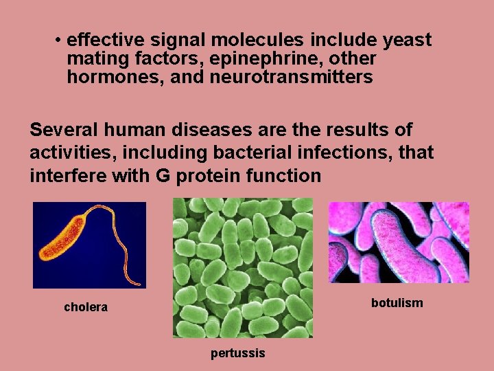  • effective signal molecules include yeast mating factors, epinephrine, other hormones, and neurotransmitters