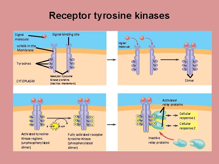 Receptor tyrosine kinases Signal-binding site Signal molecule Helix in the Membrane Tyrosines Tyr Tyr