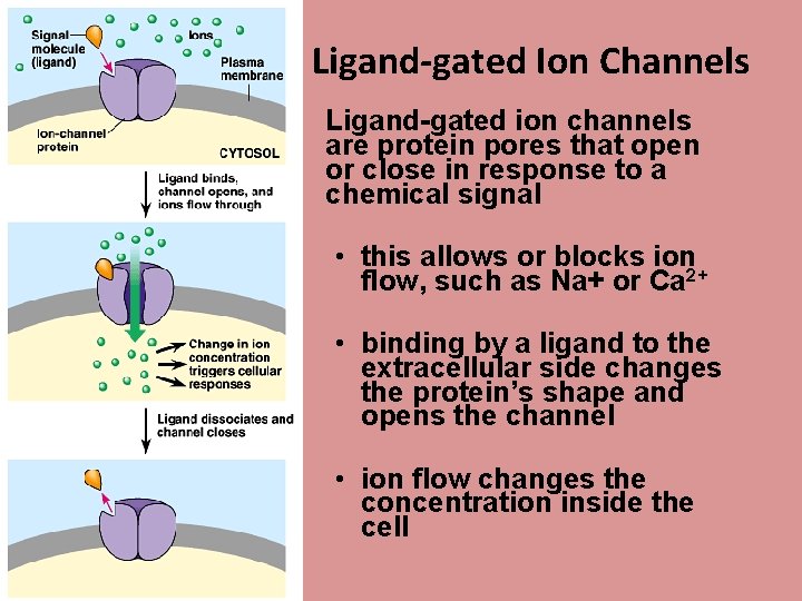 Ligand-gated Ion Channels • Ligand-gated ion channels are protein pores that open or close