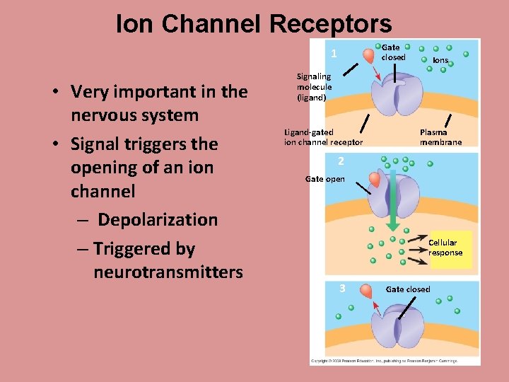 Ion Channel Receptors Gate closed 1 • Very important in the nervous system •