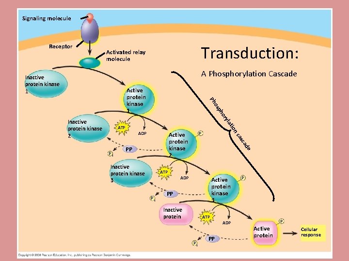 Signaling molecule Receptor Transduction: Activated relay molecule A Phosphorylation Cascade Inactive protein kinase 1