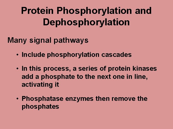 Protein Phosphorylation and Dephosphorylation Many signal pathways • Include phosphorylation cascades • In this