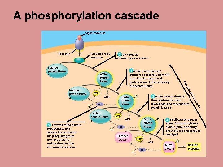 A phosphorylation cascade Signal molecule Receptor Activated relay molecule Inactive protein kinase 1 A