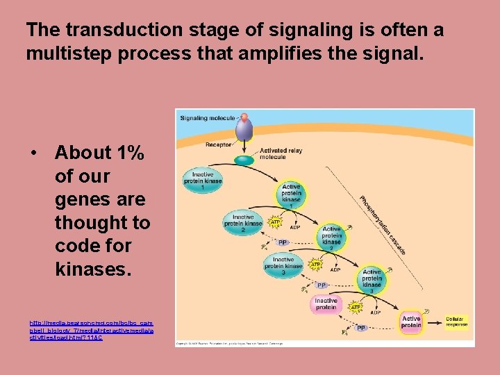 The transduction stage of signaling is often a multistep process that amplifies the signal.