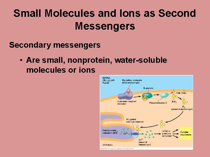 Small Molecules and Ions as Second Messengers Secondary messengers • Are small, nonprotein, water-soluble