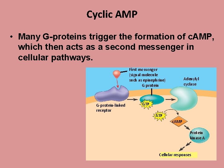 Cyclic AMP • Many G-proteins trigger the formation of c. AMP, which then acts