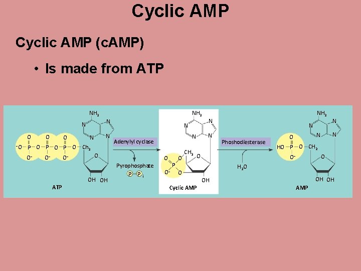 Cell Communication Cell Communication Celltocell communication is