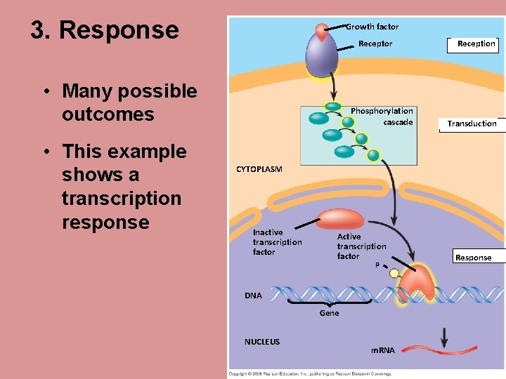 3. Response Growth factor Receptor • Many possible outcomes • This example shows a