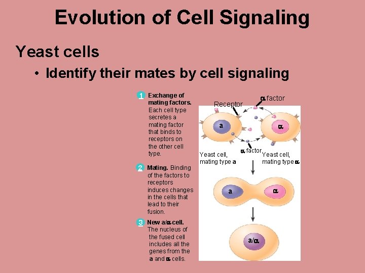 Evolution of Cell Signaling Yeast cells • Identify their mates by cell signaling 1