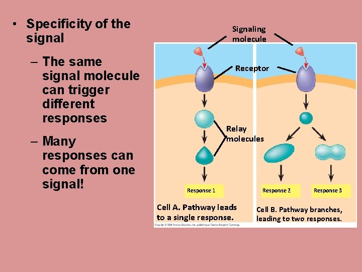  • Specificity of the signal Signaling molecule – The same signal molecule can