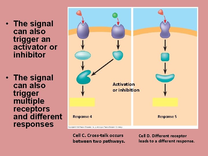  • The signal can also trigger an activator or inhibitor • The signal