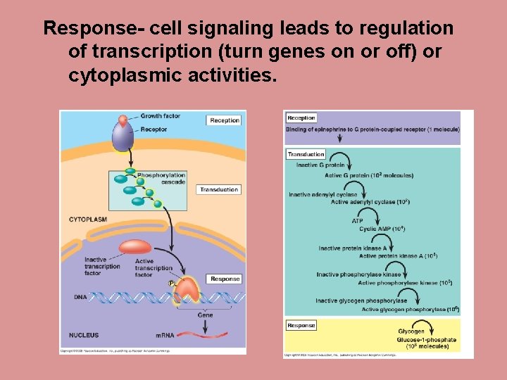 Response- cell signaling leads to regulation of transcription (turn genes on or off) or