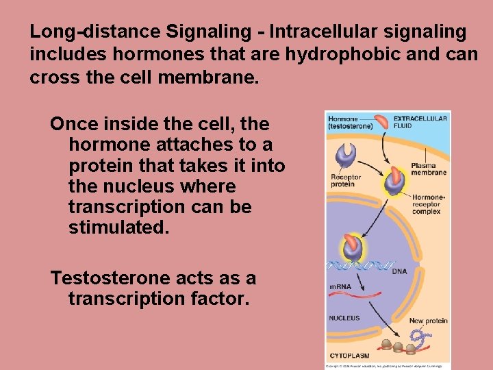 Long-distance Signaling - Intracellular signaling includes hormones that are hydrophobic and can cross the