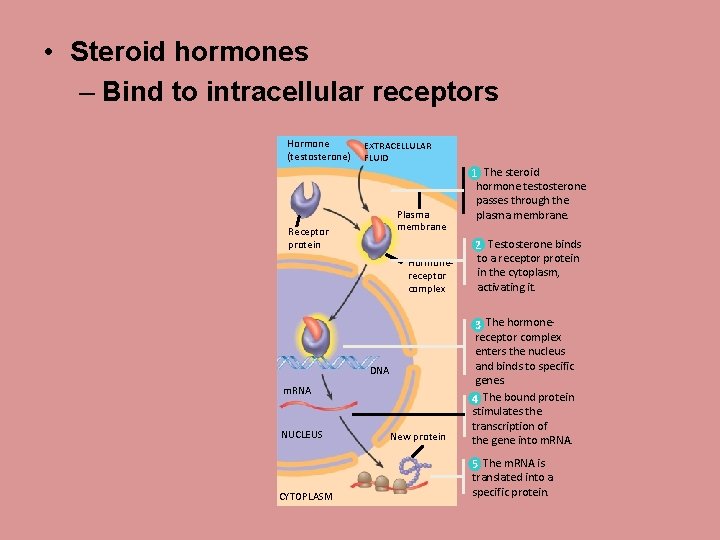  • Steroid hormones – Bind to intracellular receptors Hormone (testosterone) EXTRACELLULAR FLUID Plasma
